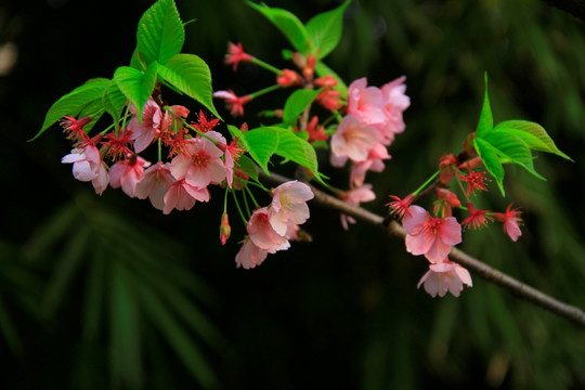 早樱樱花