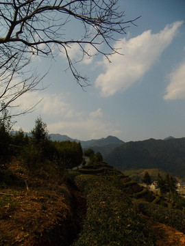 茶园一角风景