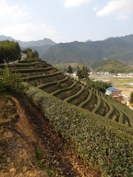 茶园一角风景