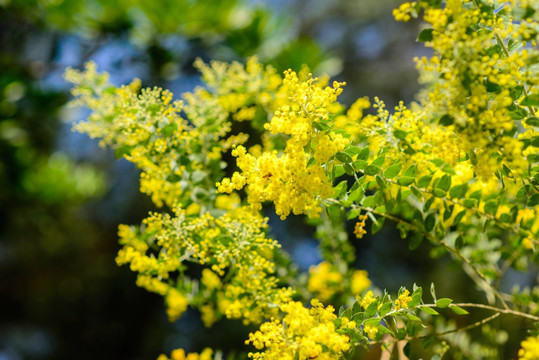 阳光黄花