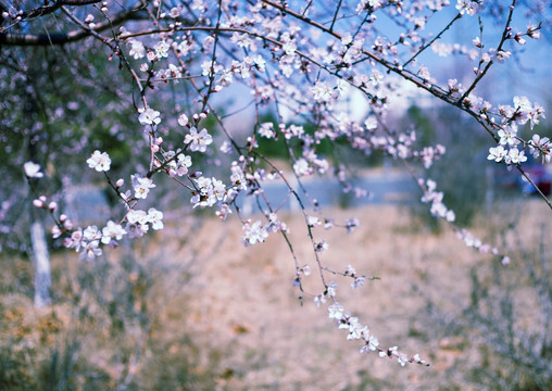 桃花朵朵