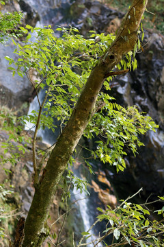 宜春明月山树