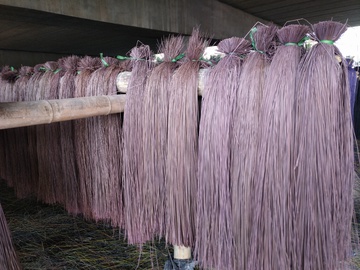 紫色席草