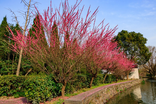 二月梅花