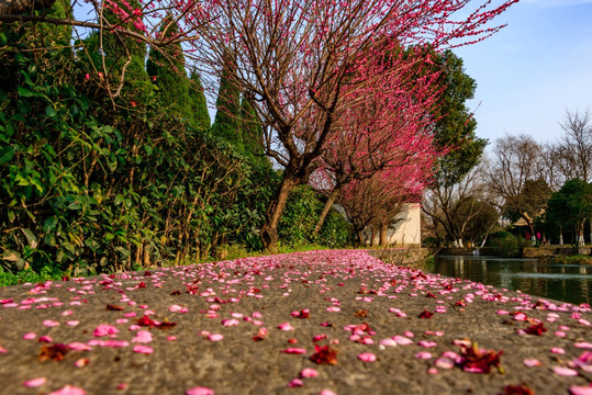 凋落的花瓣 凋落红梅花瓣 梅花