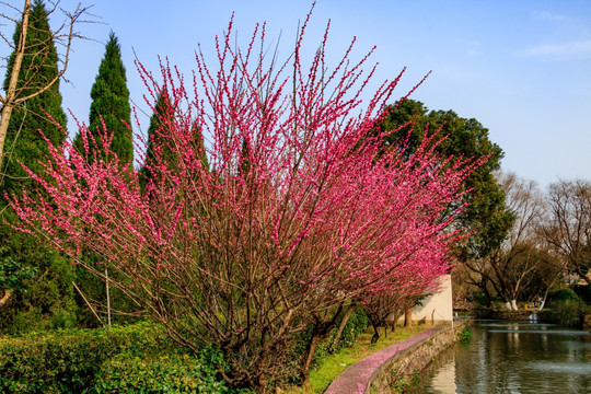 梅花树