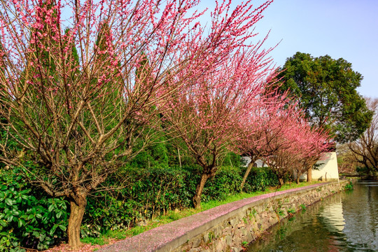 一排红梅花树