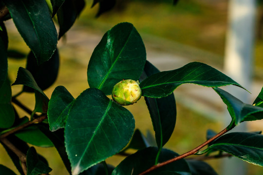 茶花 茶树花苞 含苞待放