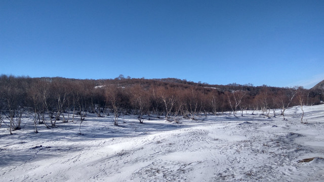 白桦树林，冬天的白桦树林，雪景