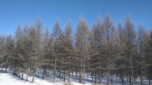 冬日的松林，林海雪原