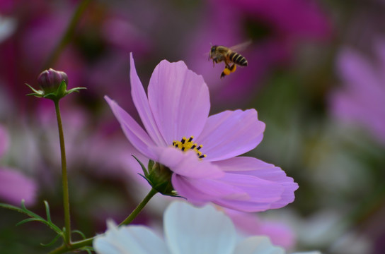 格桑花 蜜蜂