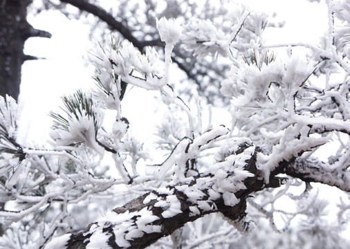 落雪 松枝