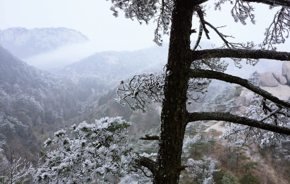 松树 雪松 大雪