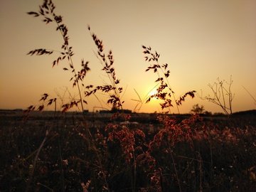 夕阳下的野草