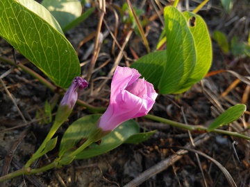 粉色小花