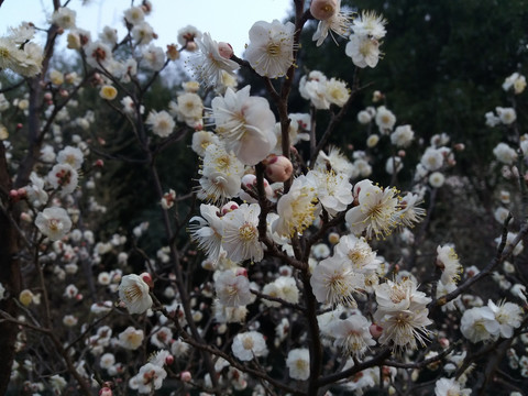 梅花颂