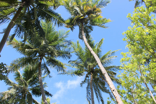 椰子树蓝天海岛热带雨林