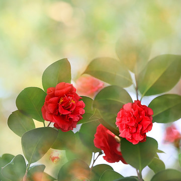 山茶花 花卉特写