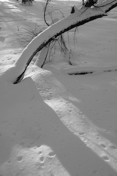 雪景