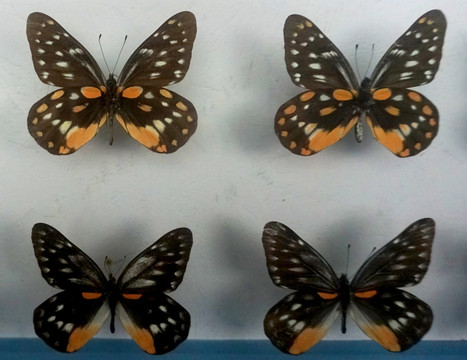 橙色锯粉蝶 蝴蝶标本