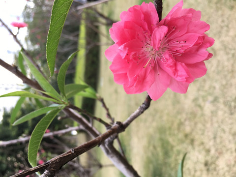 樱花高清摄影图片