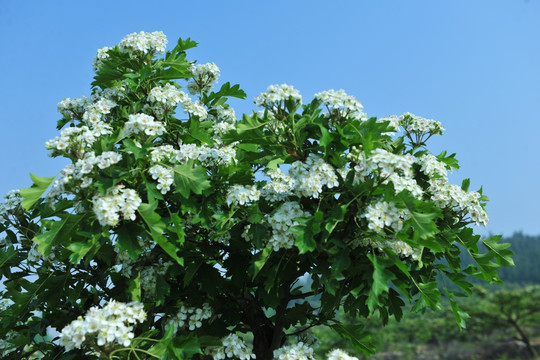 花团锦簇