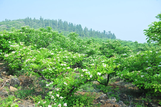 漫山果树