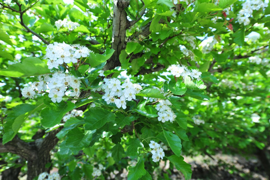 白色花 果树花