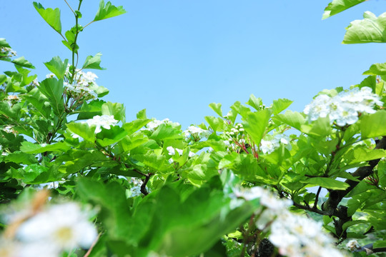 山楂花