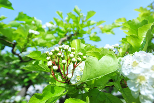 山楂花 白色花