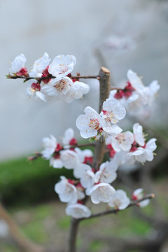 杏花 白色花