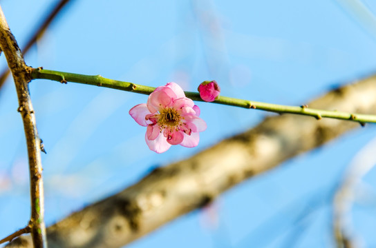 梅花