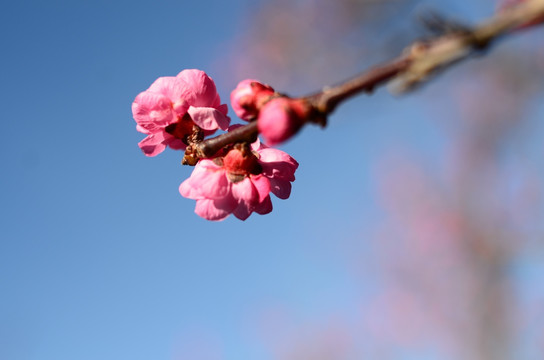 海棠花