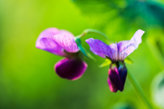 豌豆花