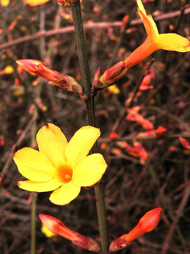 迎春花开