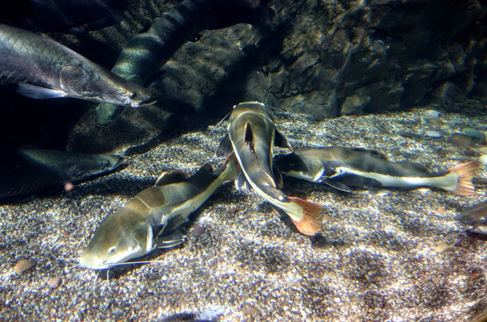 海洋馆 海洋生物