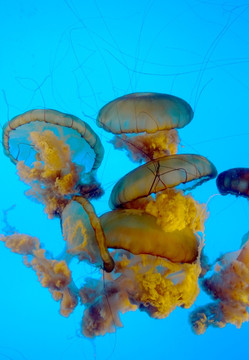 海洋生物 海刺