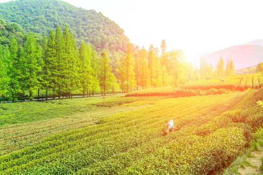 杭州梅家坞茶场