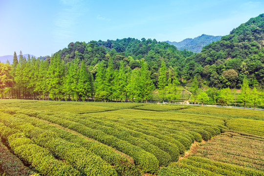 杭州梅家坞茶场