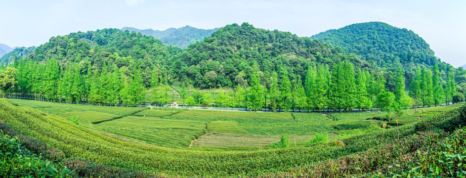 杭州梅家坞茶园