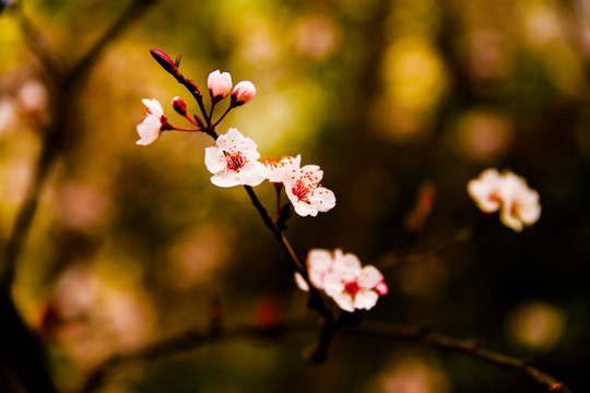 棠梨花