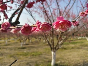 梅花特写