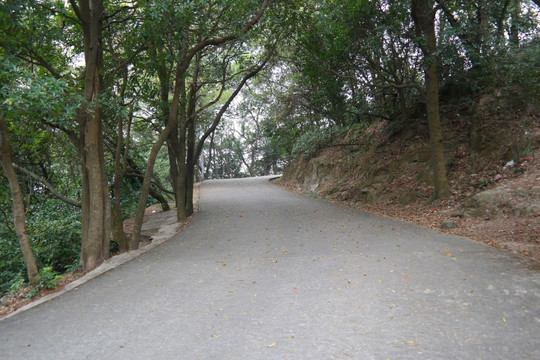 森林公园公路上风景