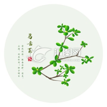 馬齒莧 手繪馬齒莧