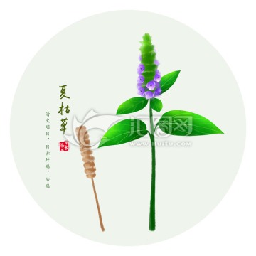 夏枯草 手繪夏枯草