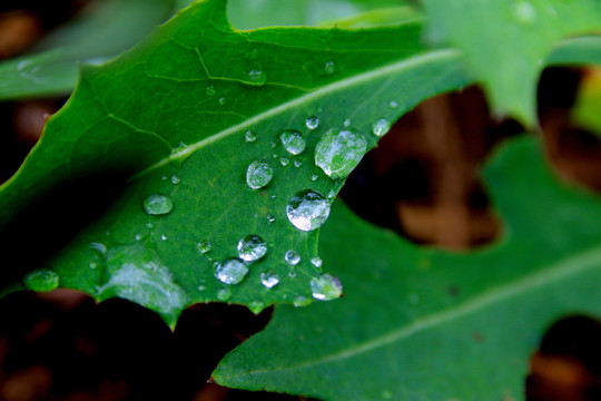 雨后绿叶