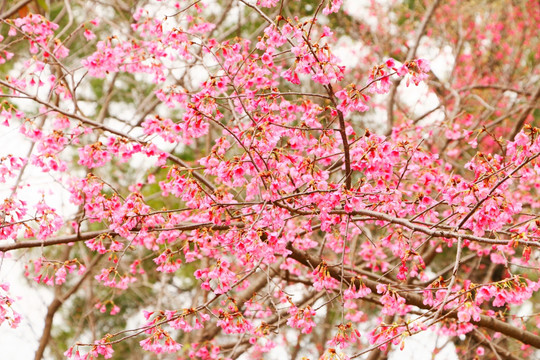 山樱花