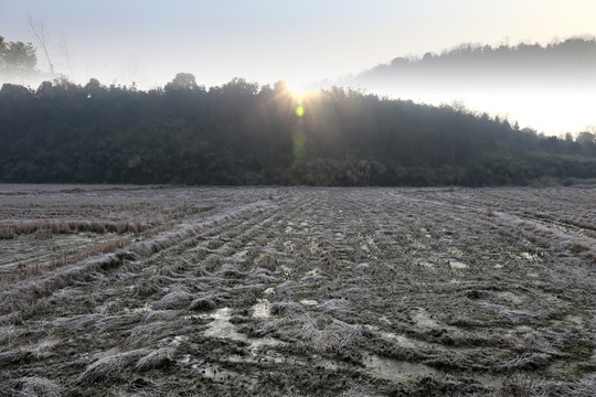 稻田