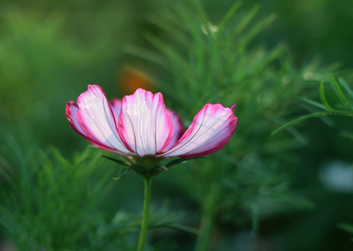 格桑花