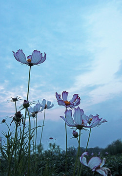 格桑花